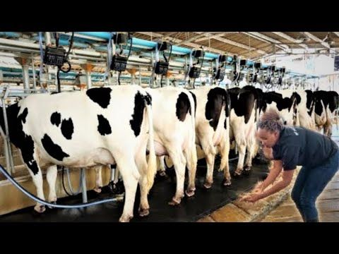 Pedigree cows grazing at GICHEHA DAIRY FARM KENYA